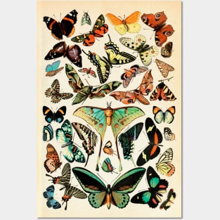 Papillon I Vintage French Butterfly Charts by Adolphe Millot Posters and Art